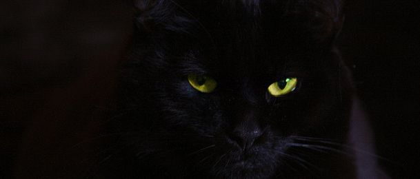 Simbolika crne mačke